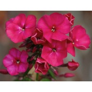Флокс Phlox Кобзарь
